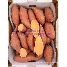 Yellow Color Food Grade New Crop Sweet Potato